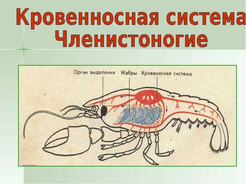 Схема строения кровеносной системы членистоногих