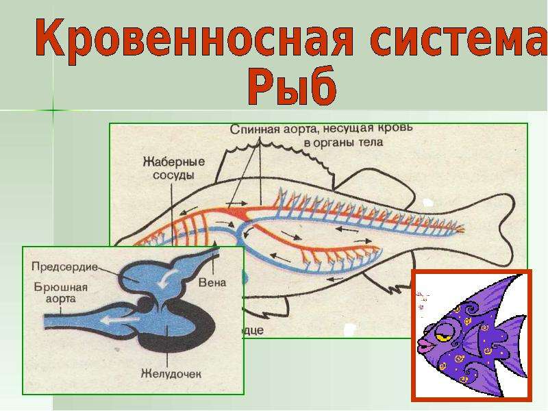 Кровеносная система впервые появилась у. Кровеносная система дельфина. Кровеносная система китообразных. Класс рыбы органы кровообращения. Кровеносная система сазана.