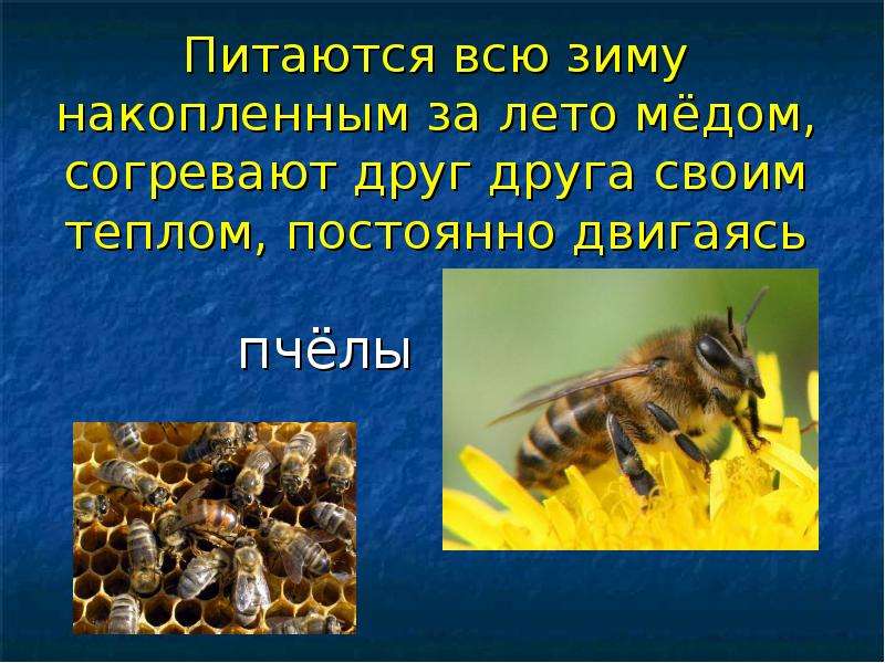 Пчел конспект. Как зимуют пчелы. Пчелы готовятся к зиме. КПЕ проводят зиму пчелы. Сообщение о пчелах.