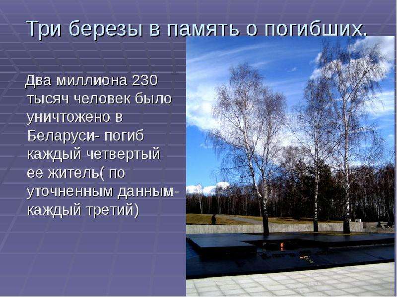 Я помню ранило березу автор стихотворения. Березки в память о погибших. Ранило березу осколком бомбы. Три Березки Хатынь. Ранило березу стихотворение.