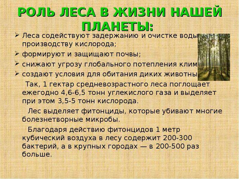 Роль леса в жизни природы. Роль леса в нашей жизни. Роль леса в жизни планеты. Роль леса в жизни человека. Ролт Леа в жизи челоека.