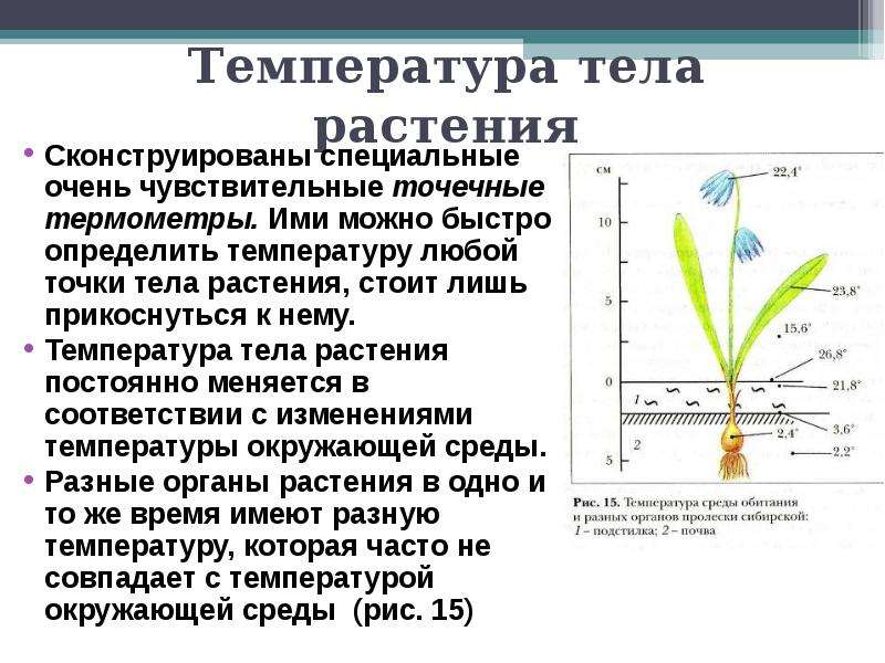 Характеристика температуры. Температура для растений. Температура тела растений. Какая температура у растения. Охарактеризуйте температуру разных органов растения.