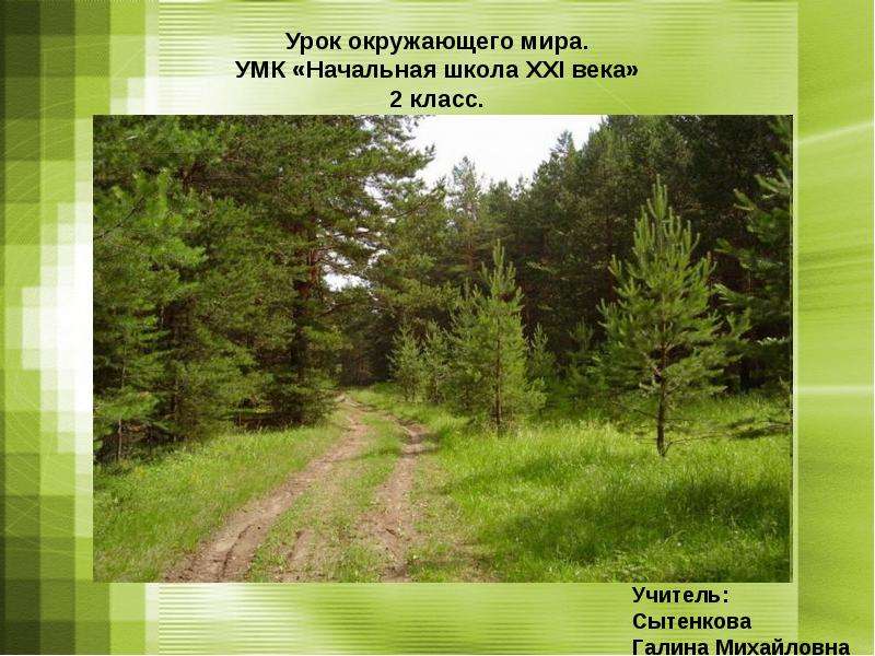 Лес 2 класс окружающий мир. Деревья леса 2 класс окружающий мир. Лес 2 класс. Лес многоэтажный дом 2 класс окружающий мир. Лес урок окружающий мир 2 класс.