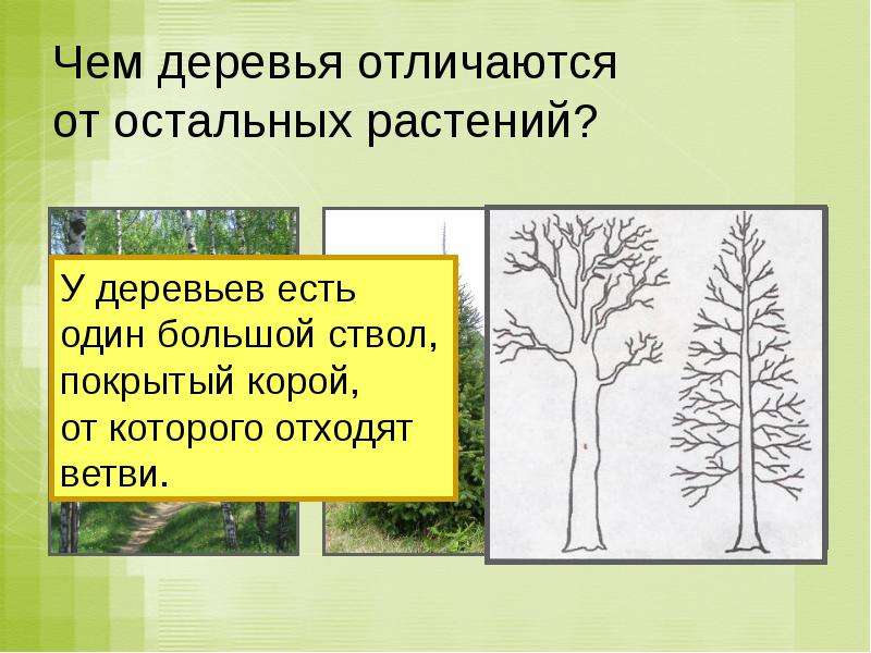 Чем отличаются деревья. Лес многоэтажный дом 2 класс окружающий мир 21 век. Деревья леса презентация 2 класс школа 21 века. Отличие дерево от других растений.