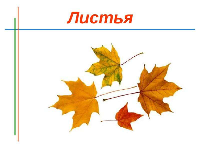 Лист объектов. Лист из 7 листиков. Картинка 7 листиков. Листочек с предметами. Листья это объект природы.