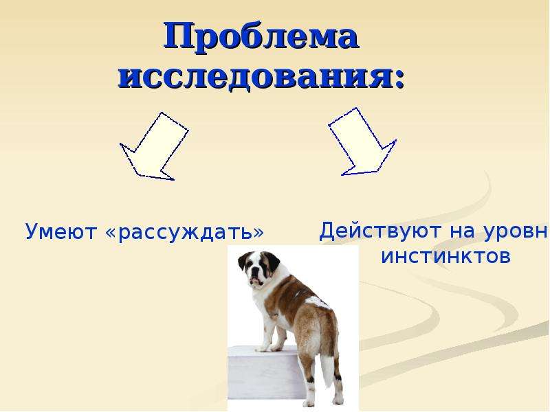 Способна ли. Умеют ли животные мыслить. Умеют ли думать животные 2 класс сочинение. Умеют ли животные думать логически. Проект умеют ли животные думать 4 класс для детей.