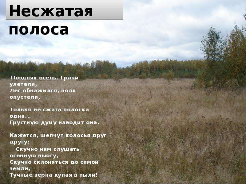 Стихотворение несжатая полоса. Некрасов Николай Алексеевич Несжатая полоса. Николай Некрасов — Несжатая полоса: стих. Поздняя осень Грачи улетели лес обнажился поля опустели. Стих поздняя осень Грачи улетели лес обнажился поля опустели.