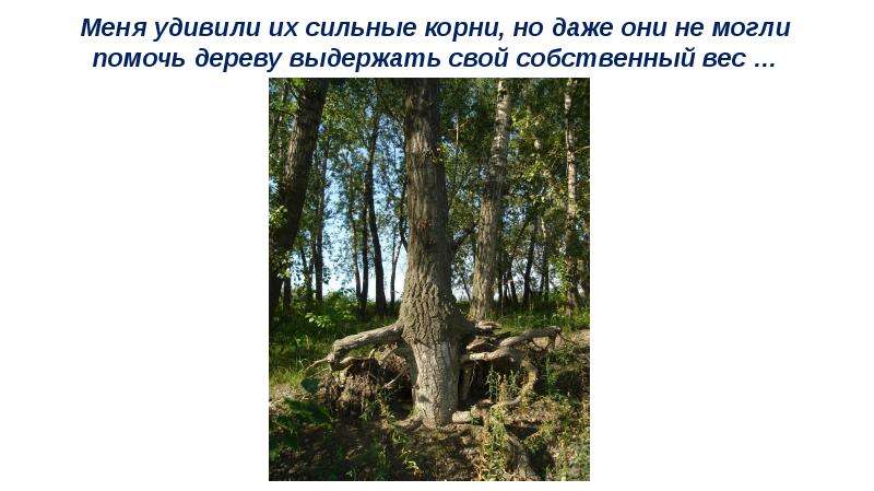 Сила сильный корень. Конкурс корнями дерево сильно. Родина сильна корнями. Тем сильнее корни. Сильные корни дают жизнь.