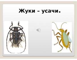 Презентация на тему Жуки усачи