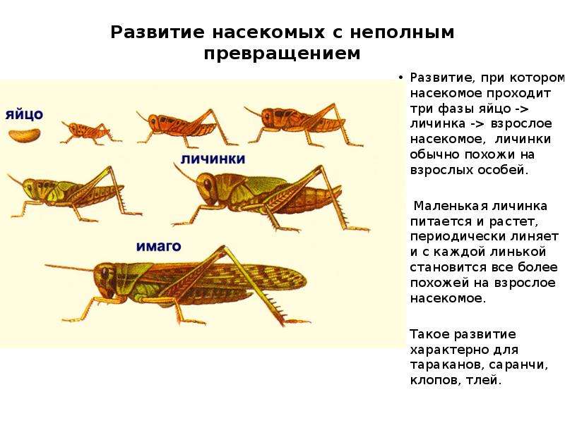 Развитие прямокрылых. Цикл развития насекомых с неполным превращением. Развитие кузнечика с неполным превращением. Неполное превращение насекомых стадии. Фазы развития насекомых с неполным превращением.