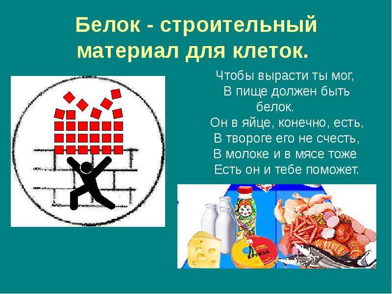 Строительный белок. Белки строительный материал организма. Белки это строительный материал клеток. Белок строительный материал для клеток. Белок строительный материал для мышц.