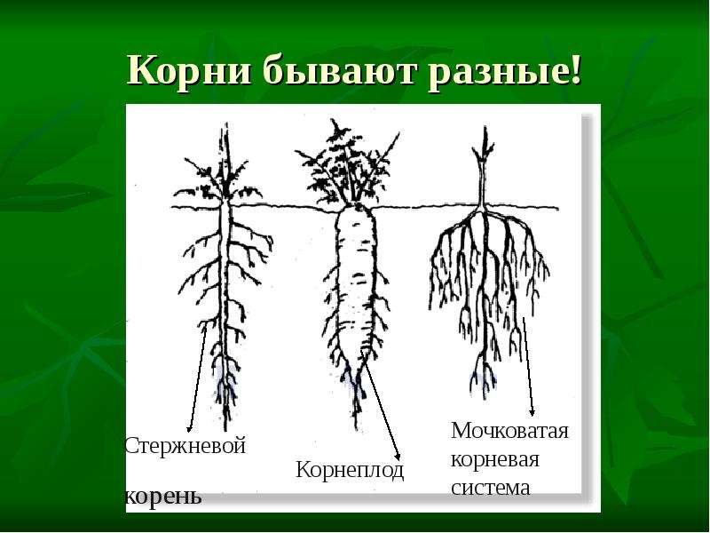 Бывает корневым. Корневые системы растений. Корни разных растений. Какие бывают корни у растений. Какие бывают корневые системы.