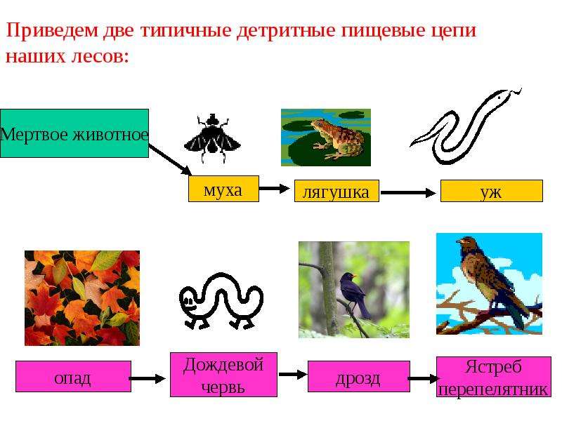 Трофические цепи презентация