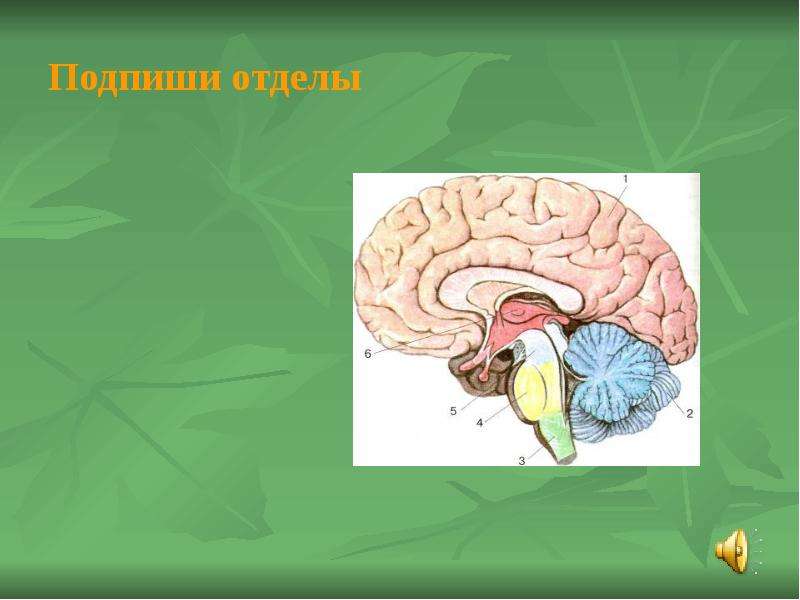 Презентация по биологии 8 класс головной мозг