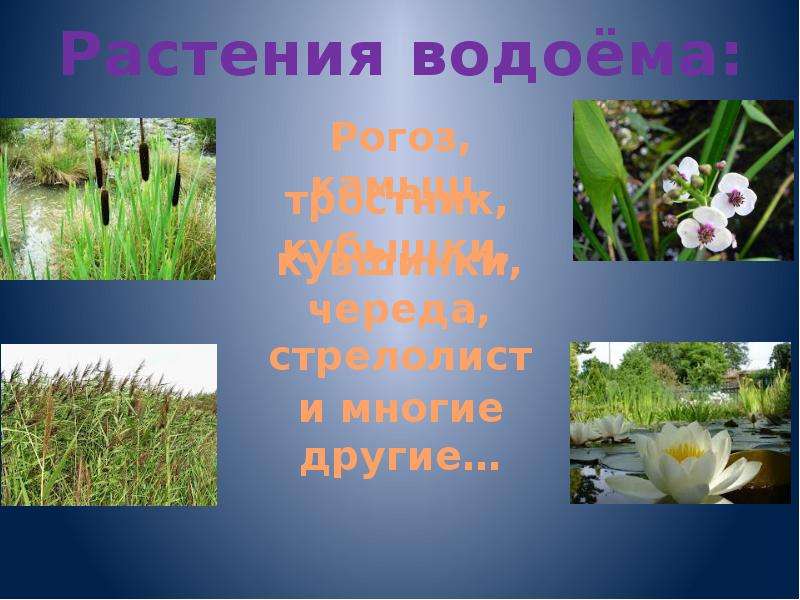 Жизнь в пресных водах 4 класс. Растения пресного водоема 4 класс школа России. Растения пресного водоема Плешаков. Растения пресного водоема череда. Растения пресноводного водоема 4 класс окружающий мир Плешаков.