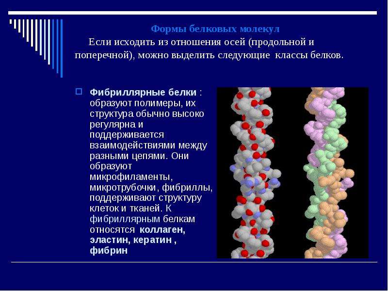 Формы белковых молекул. Структура белка фибриллярные белки. Фибриллярные белки эластин и коллаген структура. Фибрилла структура белка. Форма фибриллярных белков.
