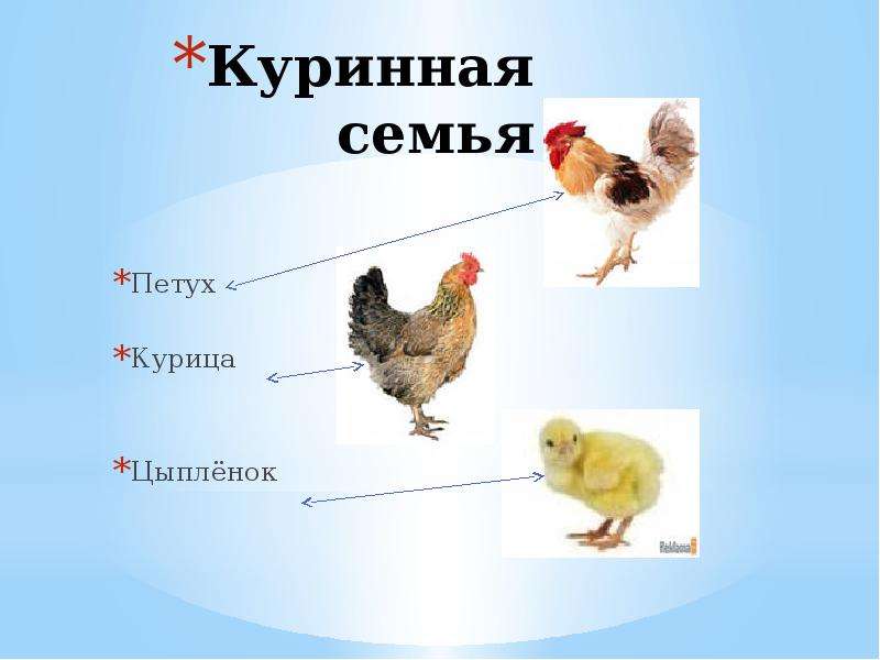 Презентация домашние птицы 2 класс