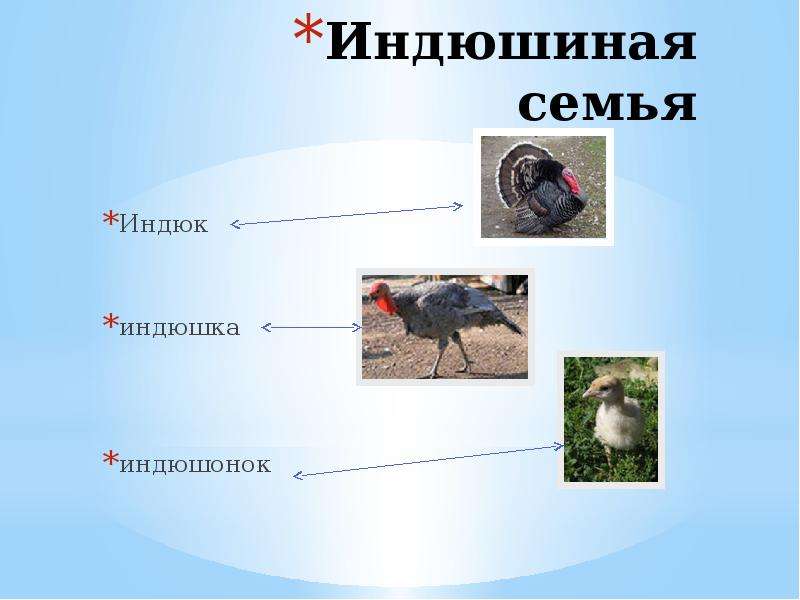 Семья индюка картинки для детей