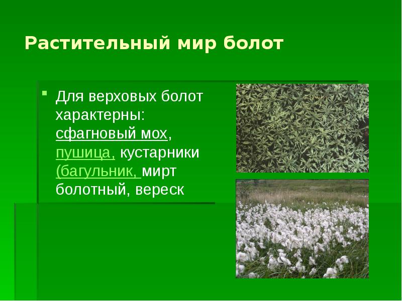 Растительный мир болот Для верховых болот характерны: сфагновый мох, пушица, кустарники (багульник,
