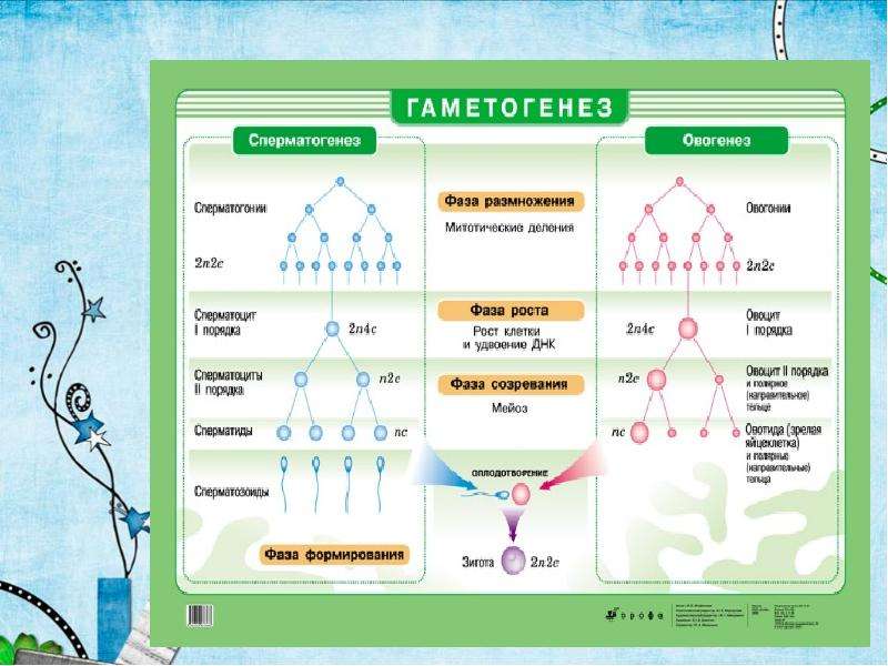Сперматогенез и овогенез презентация