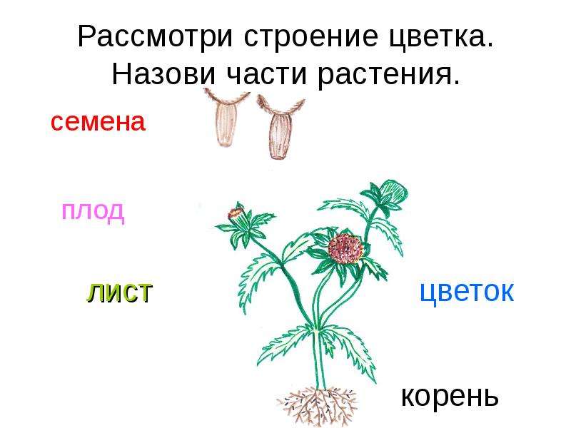 Цветок лист плод семена. Окружающий мир строение растений корень. Рабочий лист части растений 1 класс. Строение цветка 1 класс окружающий мир. Таблица-комнатные растения.части растения. Для дошкольников.