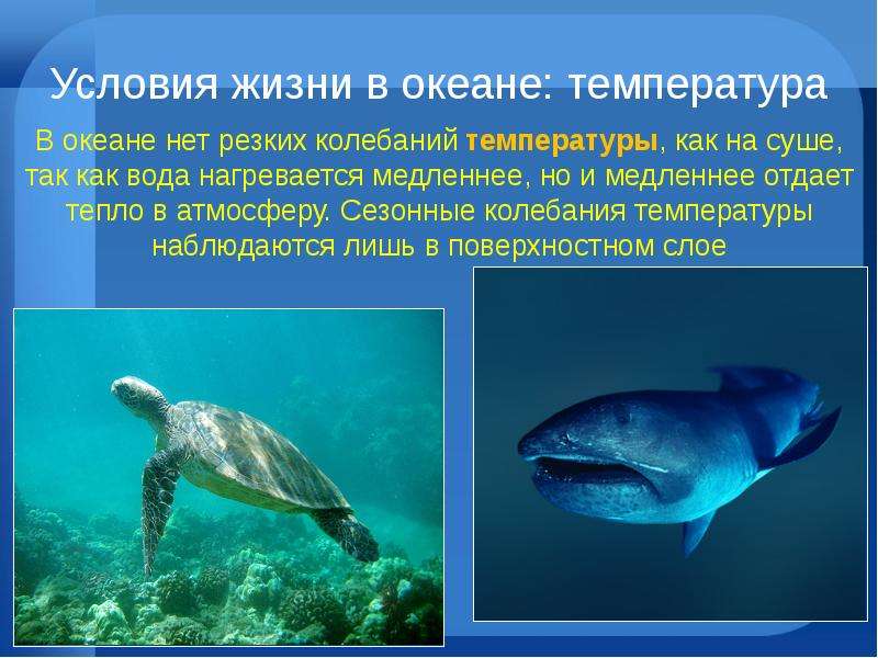 Сообщение жизнь в океане. Жизнь в океане презентация. Условия жизни в океане. Презентация на тему жизнь в океане. Проект на тему жизнь в океане.