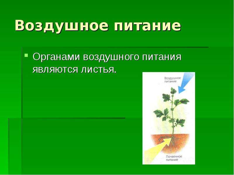 Органы питания растений. Органы воздушного питания. Воздушное питание растений. Органы воздушного питания у растений. Лист орган воздушного питания.