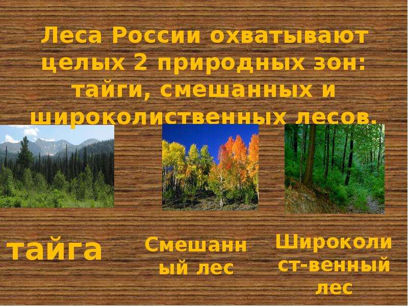 Презентация леса россии 8 класс география