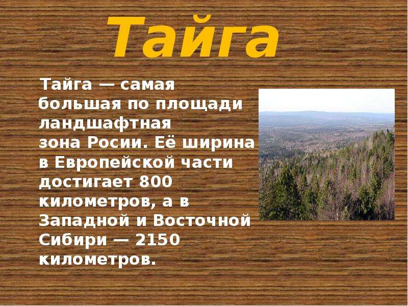 Тайга доклад. Доклад о тайге. Презентация на тему Тайга. Описание тайги. Презентация про тайгу.