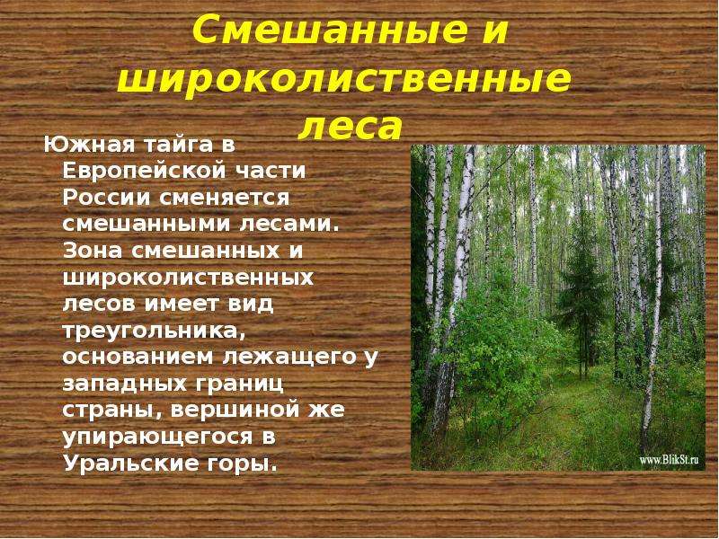 Описание природной зоны лесная зона. Зона лесов смешанные широколиственные. Зона смешанных и широколиственных лесов России. Смешанные леса характеристика. Характеристика смешанных и широколиственных лесов.