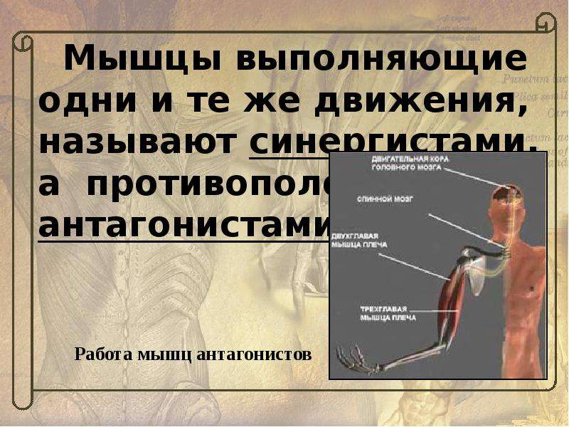 Противоположные мышцы. Гигиена опорно двигательной системы человека. Гигиена ОДС. Мышцы выполняющие одно и тоже движение называются. Заболевания ОДС биология 8 класс.