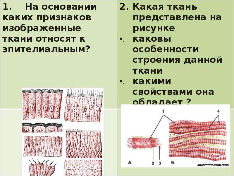 Презентация на тему ткани