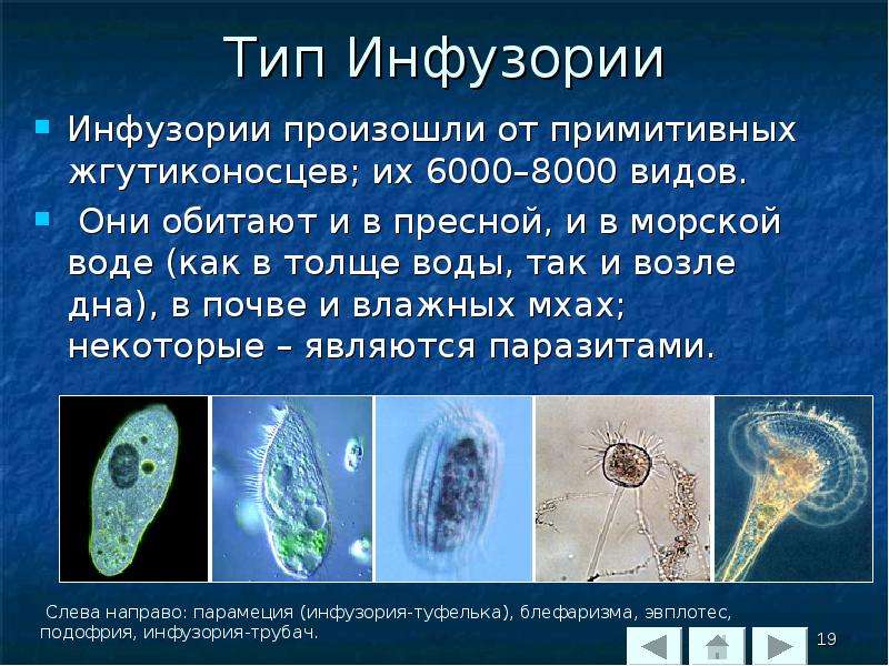 Мир простейших открыл. Тип инфузории. (Тип Саркодовые, Тип жгутиконосцы, Тип инфузории). Сообщение про одноклеточных. Одноклеточные организмы инфузория туфелька.