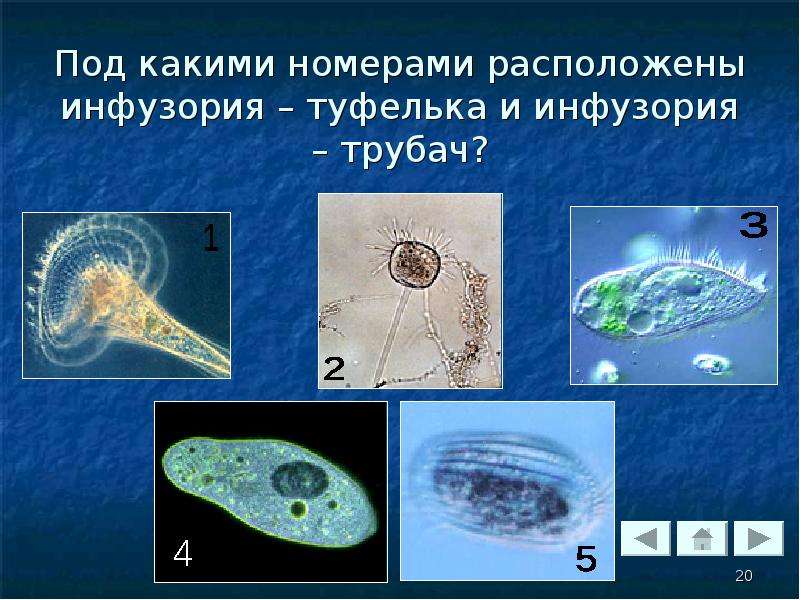 Подцарство одноклеточные 5 класс биология пасечник презентация