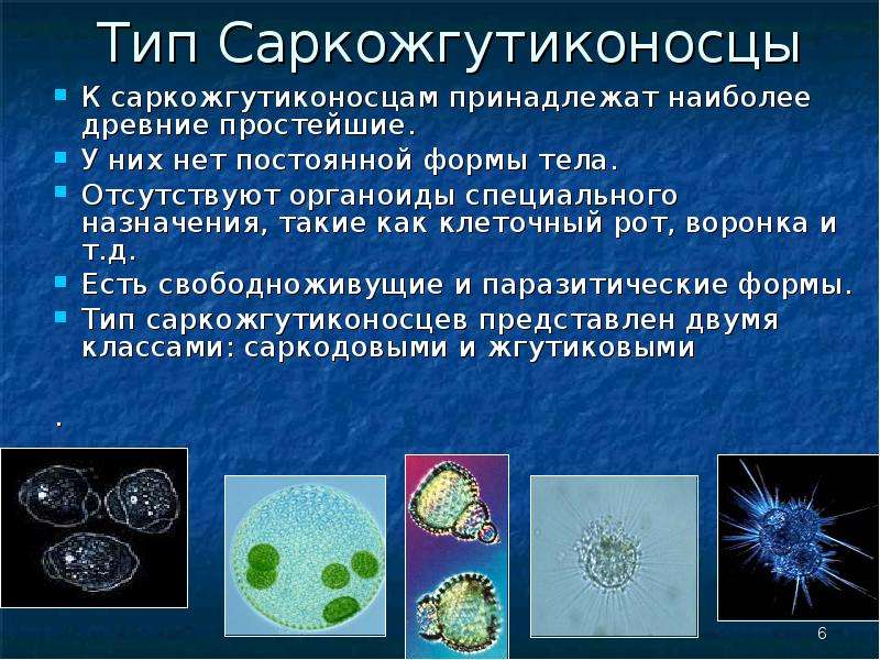 Форма тела простейших. Сообщение про одноклеточных. Сообщение об одноклеточных животных. Доклад про одноклеточных животных. Одноклеточные животные доклад.