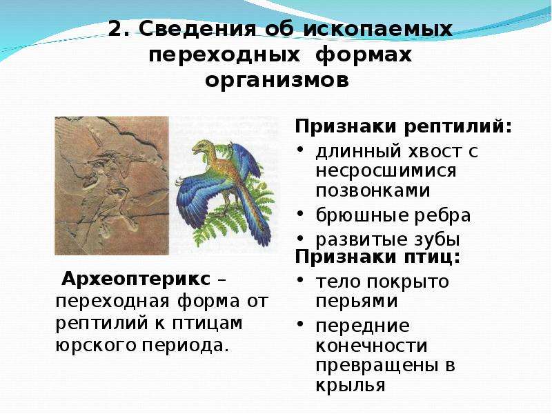 Приведите 2 3 примера переходных. Переходные формы доказательства эволюции Археоптерикс. Переходные формы Археоптерикс признаки. Переходная форма птиц. Археоптерикс переходная форма между пресмыкающимися и птицами.