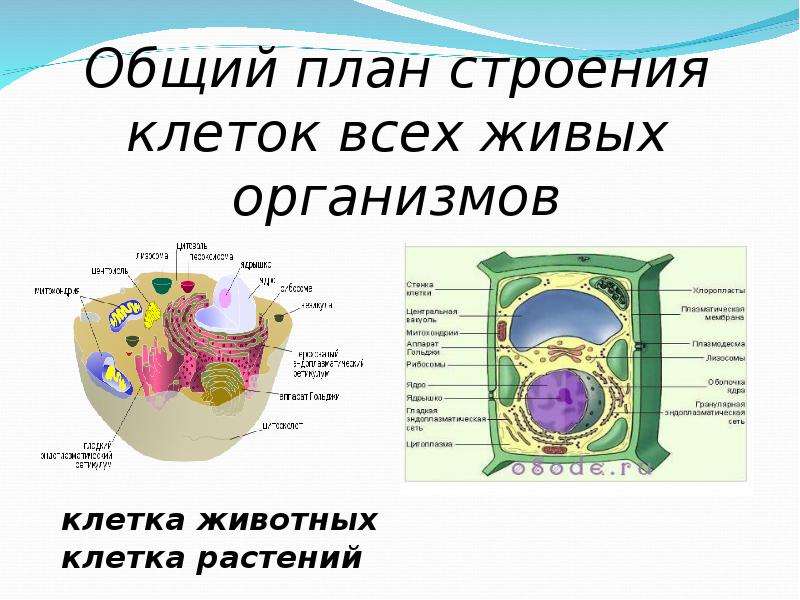 Строение живой клетки. Общий план строения клетки. Общий план строения животной клетки. Структура живой клетки.