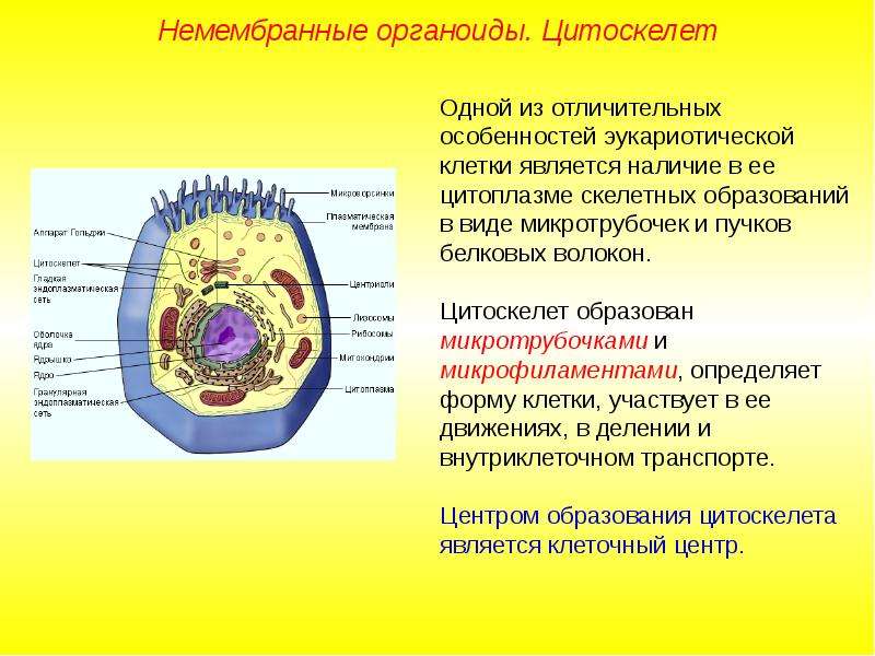 Органоиды клетки и их картинки