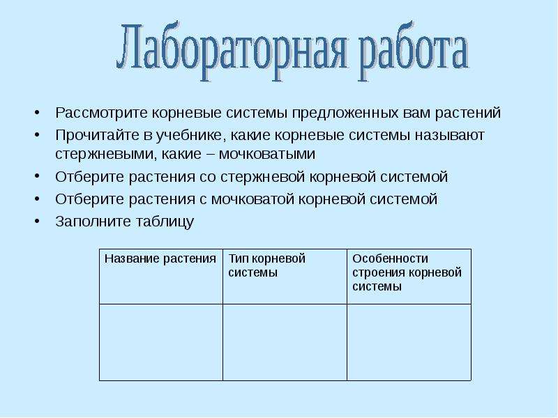 Строение корневых систем лабораторная работа. Лабораторная работа типы корневых систем. Рассмотрите корневые системы предложенных вам растений. Лабораторная работа стержневая и мочковатая корневые системы. Лабораторная работа строение корневых систем.