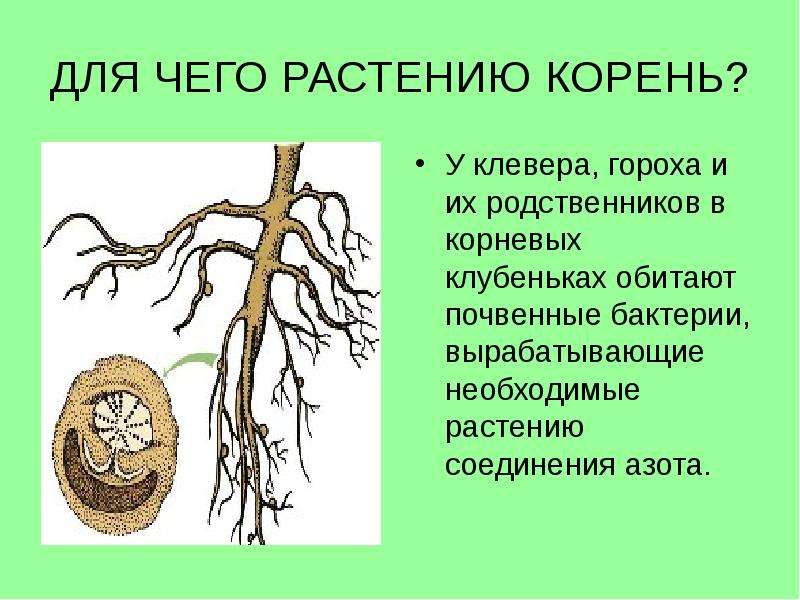 Ответ корень. Для чего растению корень. Сообщение на тему корни растений. Для чего нужен корень растению 6 класс. Условия для развития корней растений.