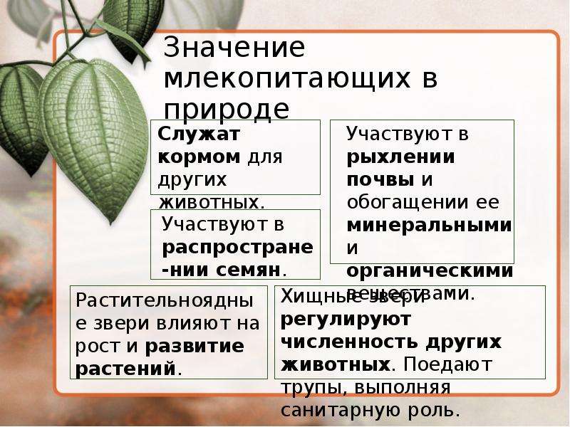 Роль млекопитающих в природе и жизни человека план конспект