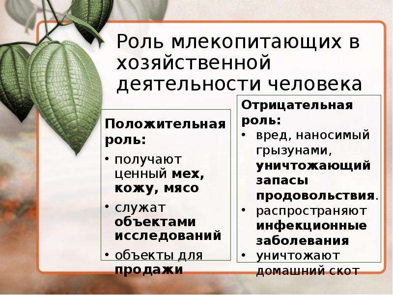 Значение млекопитающих в природе и в жизни человека презентация