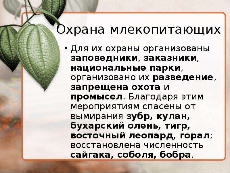 Охрана млекопитающих презентация