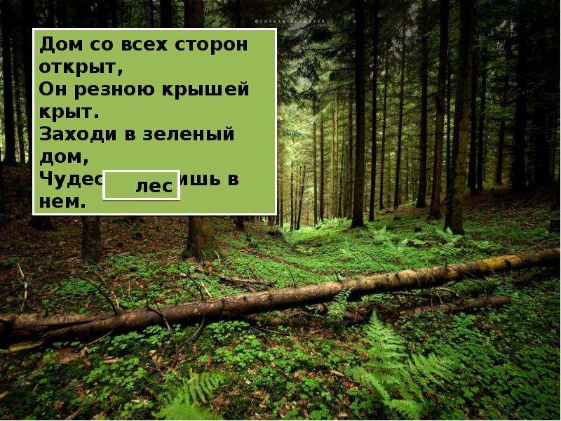 Лес загадка для детей. Загадки про лес. Загадки о лесе и реке. 3 Загадки о лесе. Народные загадки о лесе.