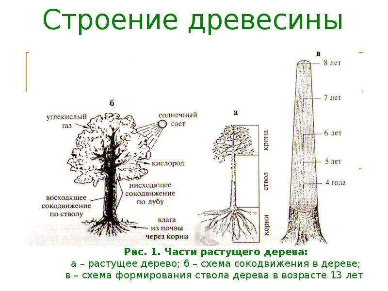 Какие функции выполняет ствол. Строение ствола дерева схема. Сокодвижение деревьев схема. Строение ствола березы. Части дерева и их функции.