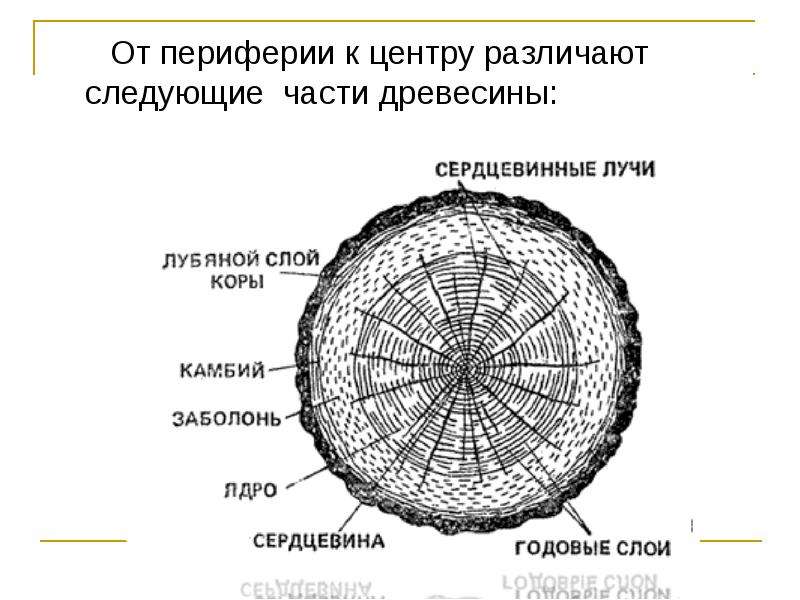 От периферии к центру. Схема строения ствола дерева поперечный срез. Поперечный разрез ствола Хвойной древесины. Распил ствола дерева поперечный срез. Поперечный срез ствола дерева.