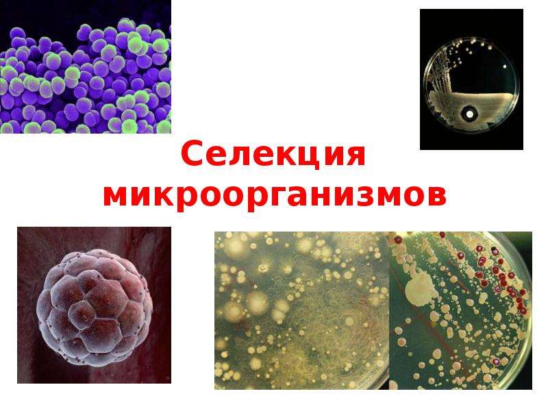 Методы селекции микроорганизмов презентация