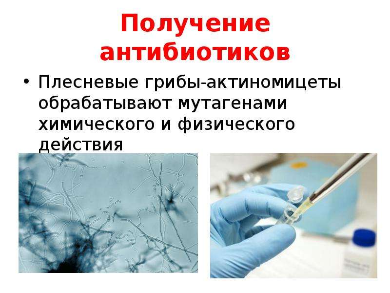 Антибиотиков полученных из актиномицет. Получение антибиотиков. Технология получения антибиотиков. Способы получения антибиотиков микробиология. Антибиотики из актиномицетов.