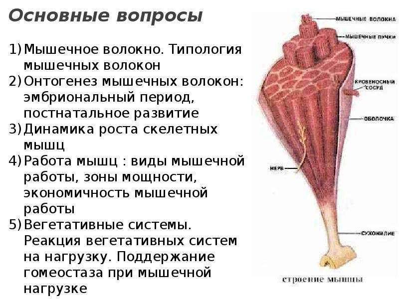 Биология мышцы. Презентация на тему мышцы. Работа мышц презентация. Строение скелетной мышцы 8 класс. Строение мышц презентация.