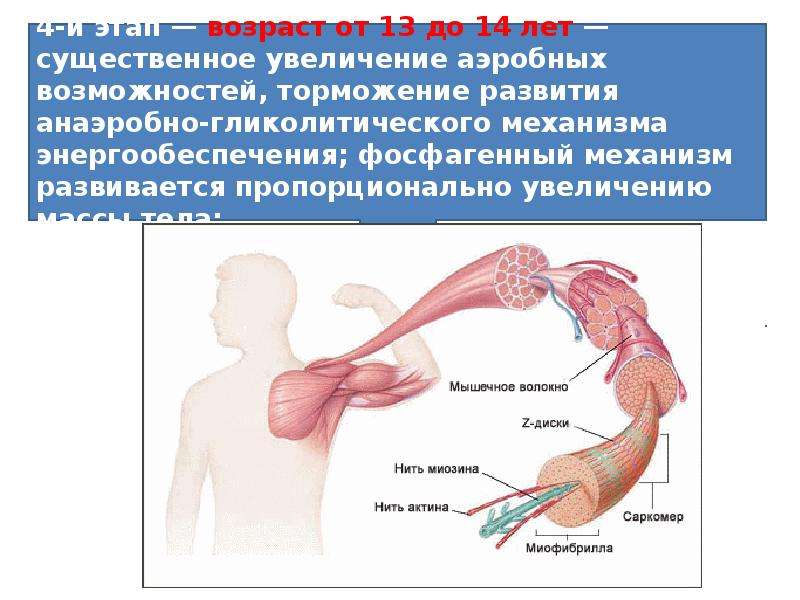 Фаза работы мышц. Зоны энергообеспечения мышечной деятельности. Онтогенез мышечных волокон. Механизмы энергообеспечения мышечной работы. Онтогенез мышц.